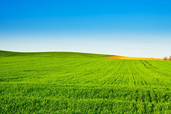 Groene tarwe velden met blauw — Stockfoto