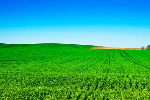 Pole zelená pšenice s modrou — Stock fotografie