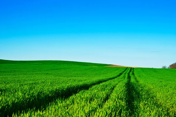 Campos de trigo verde con azul — Foto de Stock