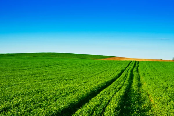 Campi di grano verde con blu — Foto Stock