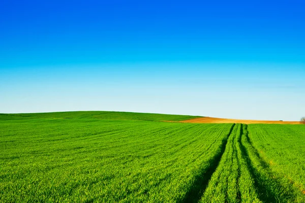 青と緑の小麦畑 — ストック写真