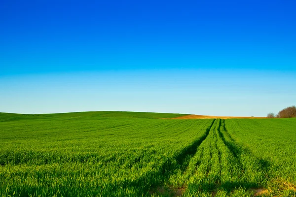 Groene tarwe velden met blauw — Stockfoto