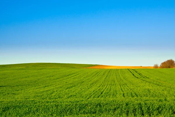 Pole zelená pšenice s modrou — Stock fotografie