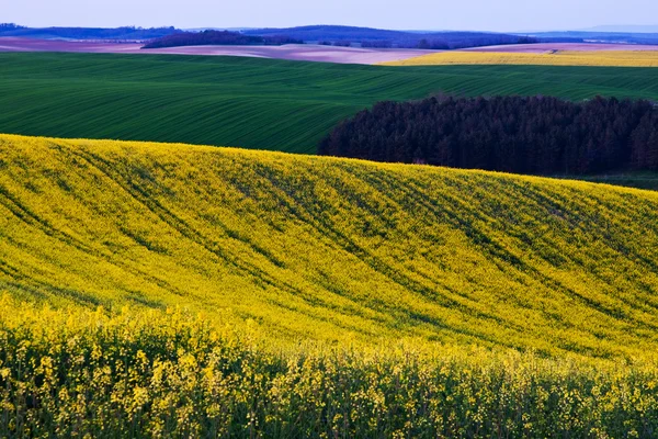 stock image Canola field