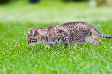 çimlerde oynayan küçük bir kedi yavrusu