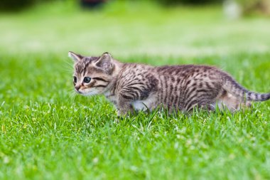 çimlerde oynayan küçük bir kedi yavrusu