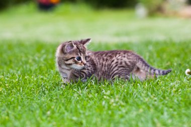 çimlerde oynayan küçük bir kedi yavrusu