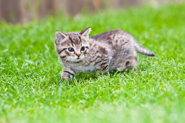 çimlerde oynayan küçük bir kedi yavrusu