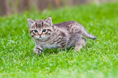 çimlerde oynayan küçük bir kedi yavrusu