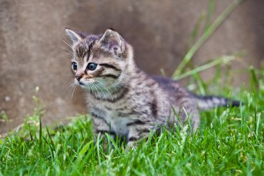 çimlerde oynayan küçük bir kedi yavrusu