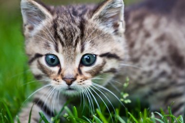 çimlerde oynayan küçük bir kedi yavrusu