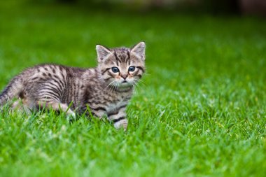 çimlerde oynayan küçük bir kedi yavrusu