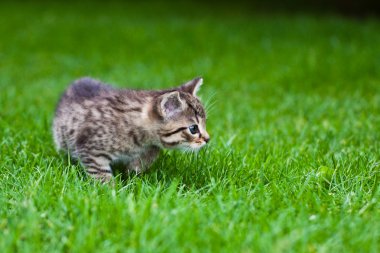 çimlerde oynayan küçük bir kedi yavrusu