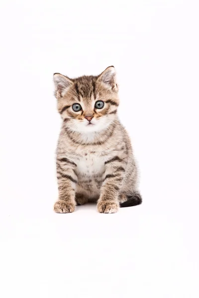 Маленькая серая кошка, изолированная на белом — стоковое фото