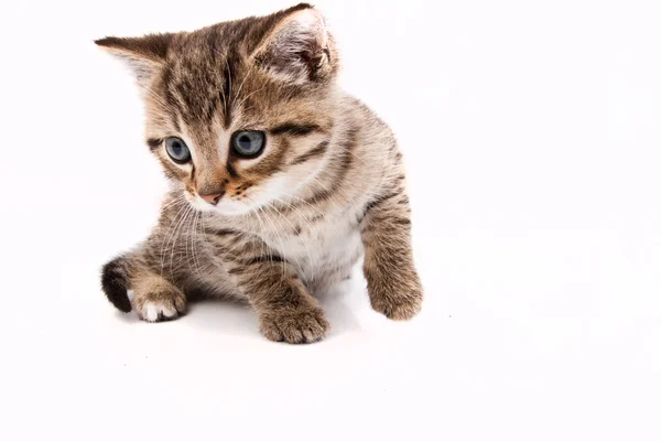 Маленькая серая кошка, изолированная на белом — стоковое фото