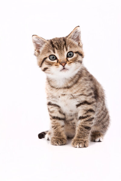 Little grey cat isolated on white