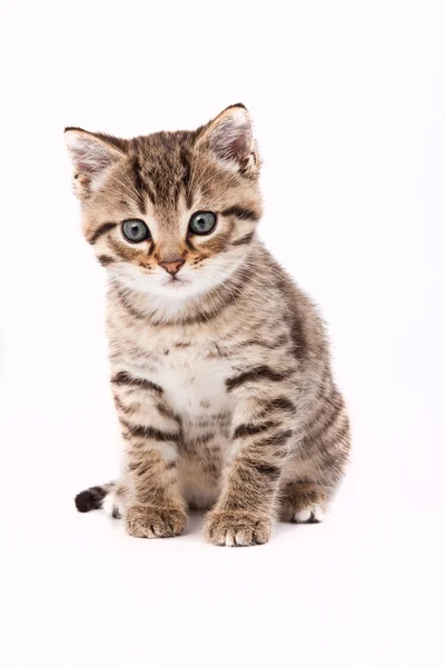 작은 회색 고양이 흰색 절연 — 스톡 사진
