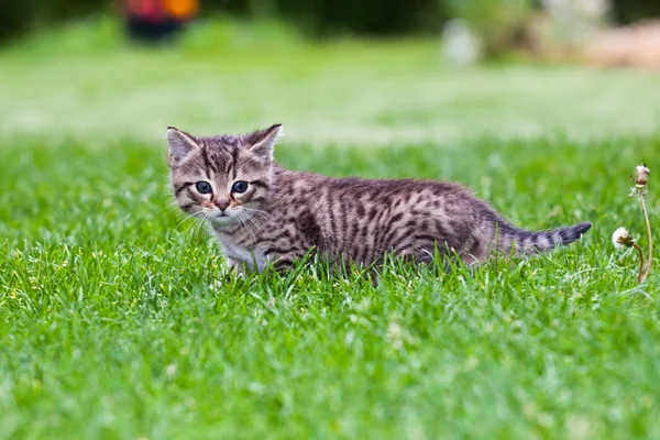 Маленький кошеня грає на траві — стокове фото
