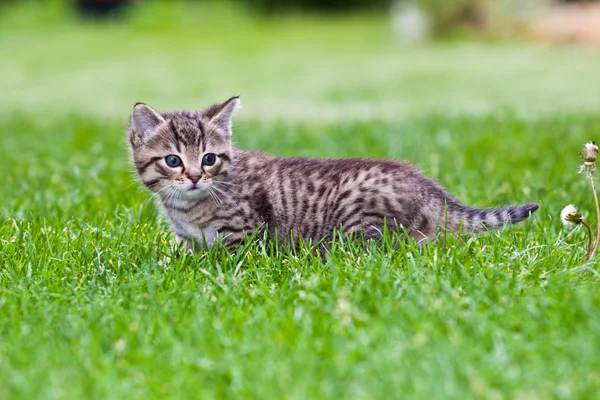 芝生で遊んで小さな子猫 — ストック写真