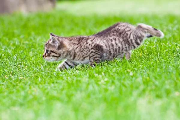 Kis cica játszik a füvön — Stock Fotó