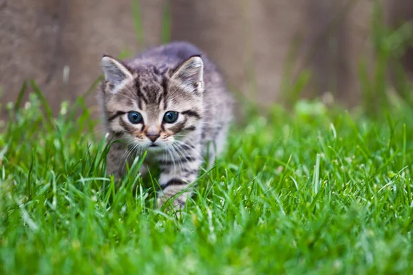 Mały kociak gra na trawie — Zdjęcie stockowe