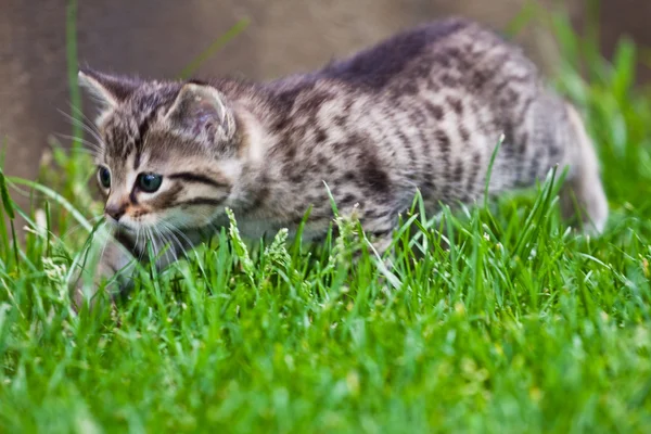 गवत खेळत लहान मांजर — स्टॉक फोटो, इमेज