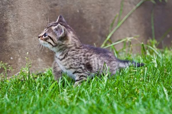 Pequeño gatito jugando en la hierba —  Fotos de Stock
