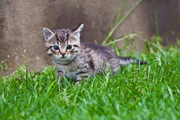 芝生で遊んで小さな子猫 — ストック写真