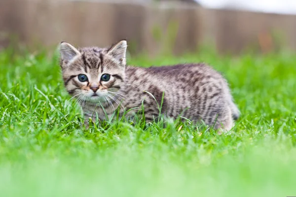 Çimlerde oynayan küçük bir kedi yavrusu — Stok fotoğraf
