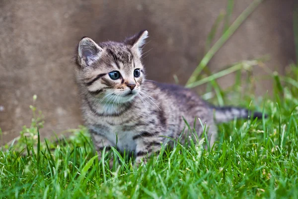 Piccolo gattino che gioca sull'erba — Foto Stock