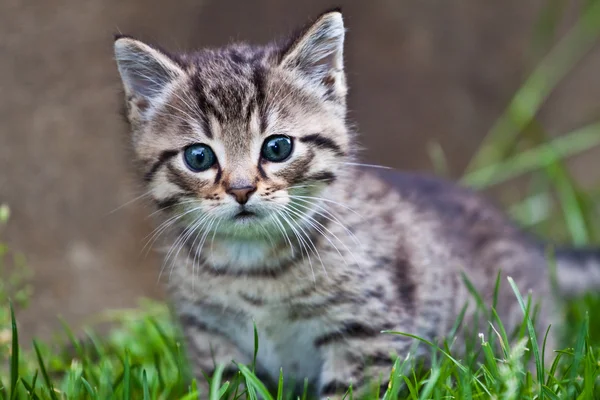 stock image Little kitten playing on the grass