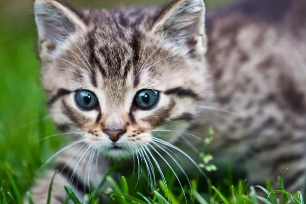 Little kitten playing on the grass — Stock Photo, Image