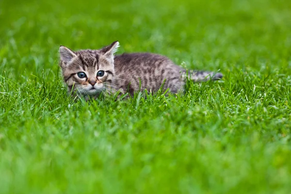 Pequeno gatinho brincando na grama — Fotografia de Stock