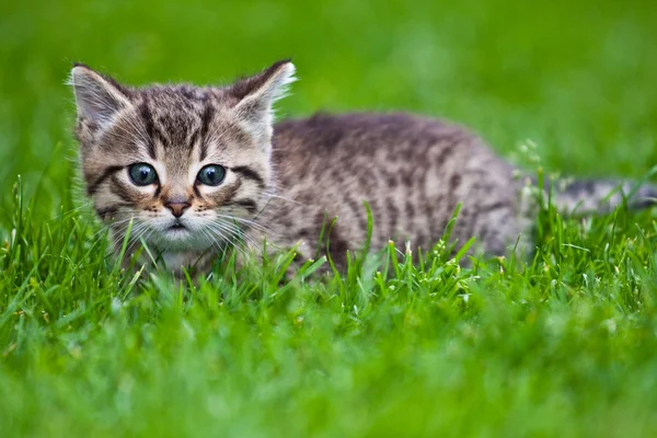 Lilla kattunge leker i gräset — Stockfoto