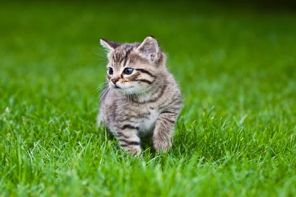 Kleine Kätzchen spielen auf dem Rasen — Stockfoto