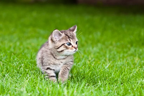 Lilla kattunge leker i gräset — Stockfoto