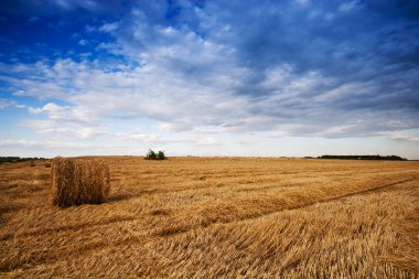 Farmers field full of hay bales clipart