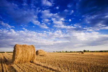 Farmers field full of hay bales clipart