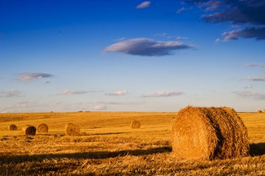 Farmers field full of hay bales clipart