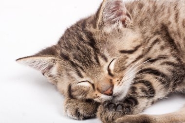 Sleeping cat clipart