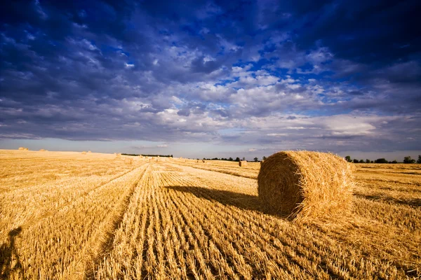 Farmers field full of hay bales — Stock Photo, Image