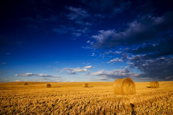 Земледельческое поле, полное тюков сена — стоковое фото