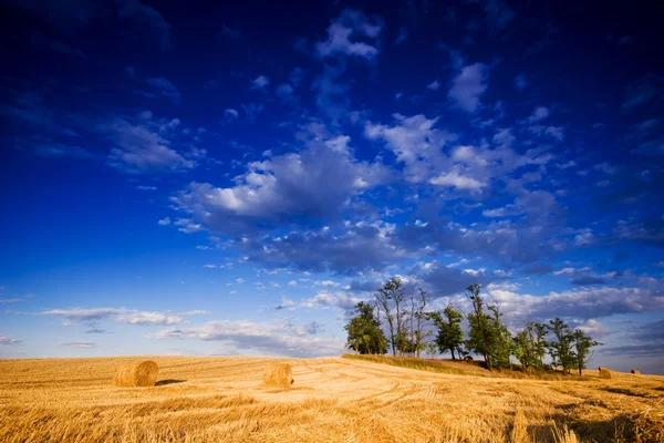 Farmers field full of hay bales — Stock Photo, Image