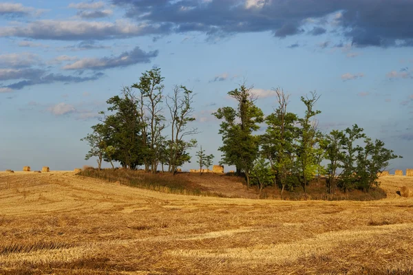 干し草の山でいっぱいの農家の畑 — ストック写真