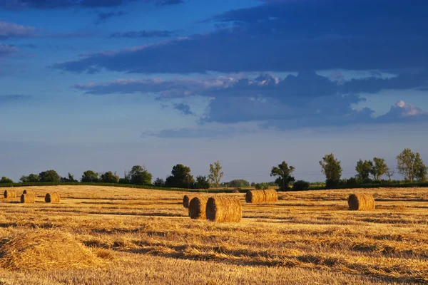 Bauernfeld voller Heuballen — Stockfoto