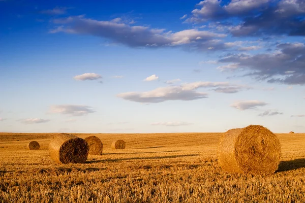 건초 더미가 가득 한 농부들의 밭 — 스톡 사진