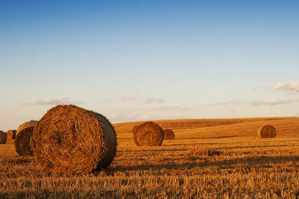 Jordbrukarnas fält fullt av höbalar — Stockfoto