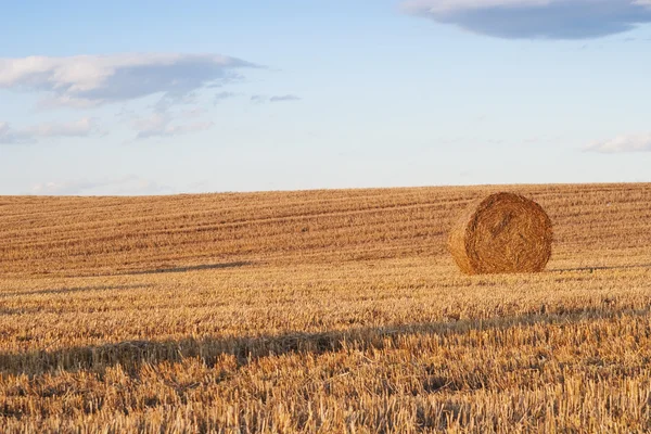 Земледельческое поле, полное тюков сена — стоковое фото