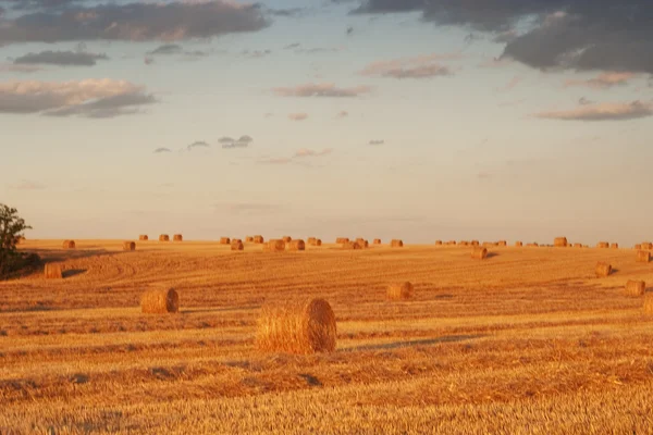Bauernfeld voller Heuballen — Stockfoto