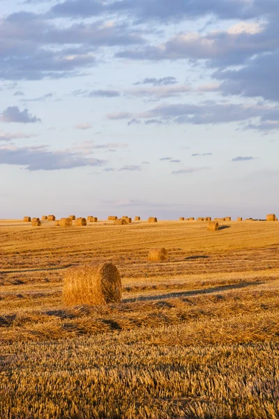 สนามเกษตรกรเต็มไปด้วยก้อนหญ้า — ภาพถ่ายสต็อก